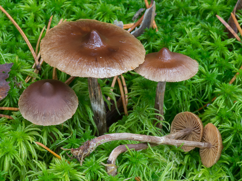 Cortinarius umbrinolens